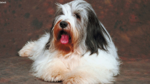 Polish Lowland Sheepdog