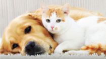 A dog and a cat relaxing together.