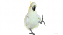 Snowball Dancing Cockatoo