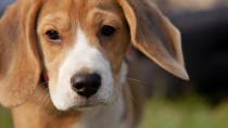 Diaphragmatic Hernia in Dogs