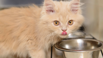 7 Tips and Tricks to Keep Your Growing Kitten Eating Right