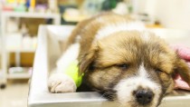 Anesthesia and Your Dog