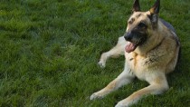 Canine Degenerative Myelopathy: It's in the DNA
