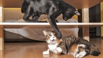 Cat Bites: Don’t Underestimate this Serious Injury