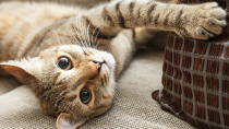 Cat Insurance is a Great Idea: Here’s Why