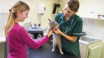 A Thorough Cat Checkup