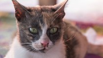 Depigmentation Disorders in Cats: Changing Skin Color