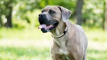 Diskospondylitis in Dogs: Infection in the Back