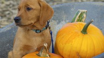 Dog with pumpkins in a wheelbarrow