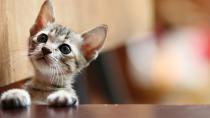 Exercising With Your Kitten