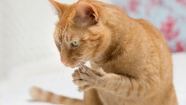 Feline Bartonella: Beyond Cat Scratch Disease