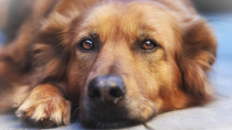 The Five Most Common Questions about Cancer in Dogs