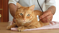 Five Questions to Ask at Your Cat's Next Veterinarian Exam