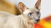 Hair Loss in Cats