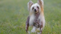 Hair Loss in Dogs