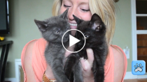 Household Safety Tips for New Kitten Parents