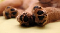 How Do I Trim My New Puppy's Nails?