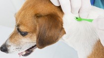 How to Remove a Tick from a Dog Removing a tick on a dog