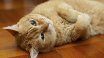 Hyperthyroidism in Cats