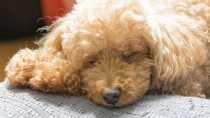 Hypoglycemia in Dogs