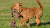 The Irish Terrier