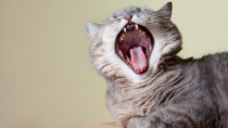 Keeping Your Kitten’s Teeth Clean