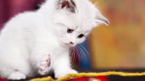 Kitten Care 101