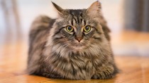 The Maine Coon Cat