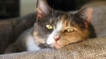 Malignant Melanomas in Cats