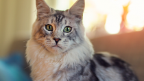 Mast Cell Tumors in Cats