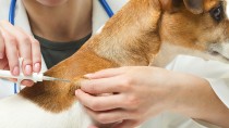 Microchipping FAQs