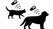 Microchipping 101: Why is it Important to Microchip My Pet?