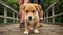 Dog walking down a bridge