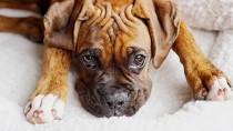 Adorable brindle Boxer