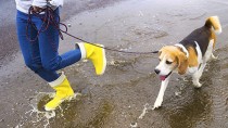 Outdoor Puddles are More Dangerous Than They Appear