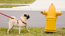 Pollakiuria: Why is My Dog Urinating more Often?