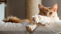 What Are Preventive Care Plans and How Can They Help Your Cat?