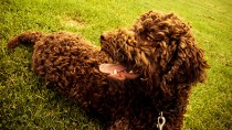 The Irish Water Spaniel