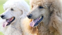 The Poodle
