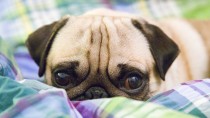 Understanding Vomiting in Dogs