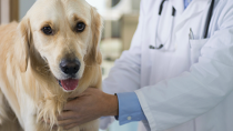 What is a Biopsy and When Might Your Dog Need it?