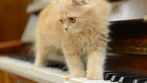 What Kind of Music Do Cats Like? New Study Offers Insights