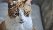 What to Expect from Your Senior Cat’s Checkup