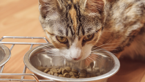 What You Need to Know about Feeding Kittens