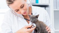 Your New Kitten Checkup