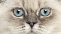 Progressive Retinal Atrophy in Cats