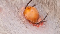 Protecting Your Cat from Fleas and Ticks