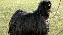 The Puli