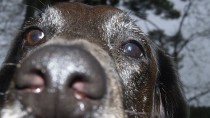 Reverse sneezing in dogs is common and is not as urgent as it seems. 