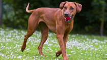 Rhodesian Ridgeback